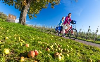 Zwei Radfahrer auf einem Weg durch grüne Wiese mit herabgefallenen Äpfeln. Weinberg und Baum unter blauem Himmel am Bodensee sichtbar.
