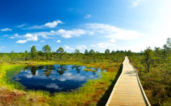 Holzsteg durch Feuchtgebiet im Lahemaa-Nationalpark mit Teich, Moos und Kiefern unter blauem Himmel mit weißen Wolken.