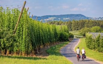 Zwei Radfahrer auf einem asphaltierten Weg durch grüne Hopfenfelder bei Landshut, Bayern. Hohe Hopfenpflanzen wachsen an Holzstangen, Hügel im Hintergrund.
