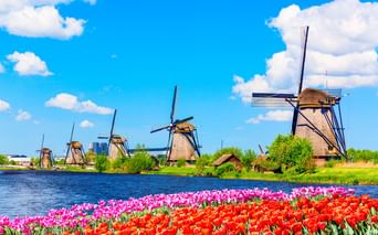 Reihe historischer Windmühlen in Kinderdijk entlang eines Kanals mit bunten Tulpenfeldern in Rot und Rosa im Vordergrund unter blauem Himmel.
