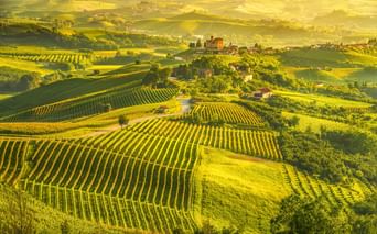 Luftaufnahme der Weinberge von Langhe mit Rebreihen auf sanften Hügeln, einem Hügeldorf mit Burg und goldenem Sonnenlicht in nebliger Atmosphäre.