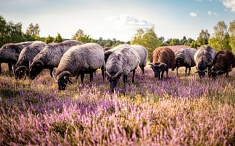 Herde Heidschnucken mit grauer und brauner Wolle grasen in blühender lila Heide. Bäume und blauer Himmel im Hintergrund sichtbar.