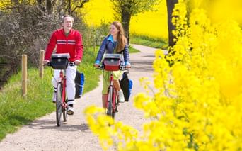 Zwei Radfahrer auf einem Landweg zwischen leuchtend gelben Rapsfeldern. Bäume säumen den Weg unter klarem Himmel in der Nordseeregion.