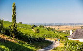 Zwei Radfahrer auf asphaltiertem Weg durch grüne Weinberge bei Müllheim. Hügelige Landschaft mit Reben, Zypresse und fernen Bergen unter klarem Himmel.