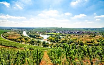 Panoramic view of Volkach with vineyard rows in foreground, Main river loop winding through green landscape, and village under blue sky.