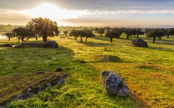 Grüne Wiese mit verstreuten Felsen und Olivenbäumen bei Sonnenaufgang nahe Arroyo de la Luz. Goldenes Sonnenlicht beleuchtet die Landschaft.