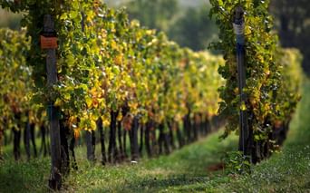 Reihen von Weinreben mit Herbstlaub an Holzpfählen in einem Weinberg bei Worms an der Pfälzer Weinstraße, mit unscharfer Landschaft im Hintergrund.