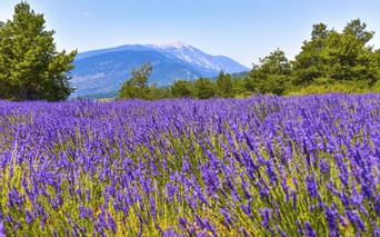 Blühendes lila Lavendelfeld mit grünen Bäumen und dem Berg Mont Ventoux unter blauem Himmel in der Provence, Frankreich.
