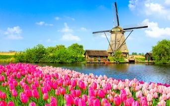 Traditionelle holländische Windmühle in Kinderdijk neben einem Kanal mit rosa und weißen Tulpen im Vordergrund unter blauem Himmel mit weißen Wolken.