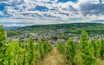 Reihen grüner Weinreben in einem Weinberg mit Blick auf die Stadt Oberbillig-Wasserbillig an der Mosel unter bewölktem blauen Himmel.
