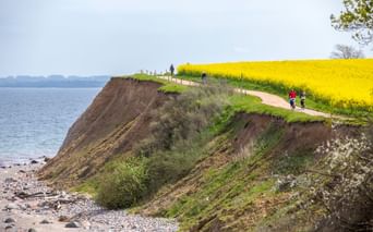 Radfahrer auf einem Küstenweg entlang von Klippen an der Ostsee, mit einem leuchtend gelben Rapsfeld rechts und Steinstrand unten.