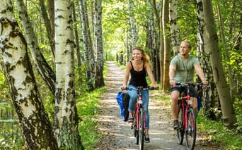 Zwei Radfahrer fahren durch eine Birkenallee auf dem Elberadweg. Sonnenlicht fällt durch das grüne Laub auf den Schotterweg.