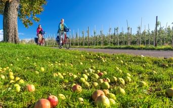 Zwei Radfahrer auf einem Weg neben Obstplantagen am Bodensee. Gefallene Äpfel liegen im Vordergrund auf Gras, Obstbäume unter blauem Himmel.