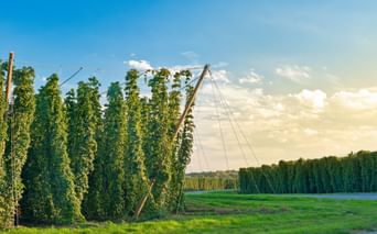 Reihen hoher Hopfenpflanzen auf Drahtgestellen in einem Feld bei Žatec, Tschechien, unter blauem Himmel mit weißen Wolken.