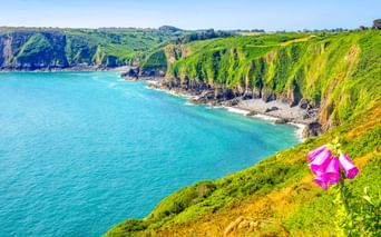 Dramatische grüne Klippen bei Paimpol mit Blick auf türkisfarbenes Küstenwasser. Eine rosa Blume blüht im Vordergrund über der Felsküste.