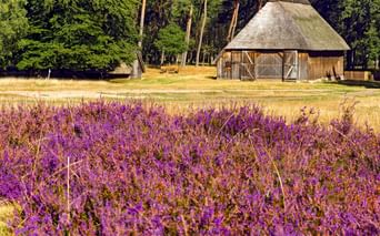 Traditionelle Reetdachscheune in der Lüneburger Heide umgeben von blühender lila Heide und goldenen Grasfeldern mit Wald im Hintergrund.