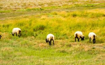 Vier Schafe mit weißer Wolle und schwarzen Gesichtern grasen auf einer grünen und goldenen Wiese in der Bretagne, Frankreich.