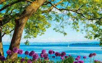 Lila Zierlauchblüten unter einem großen Baum am Bodensee. Blaues Wasser mit Segelbooten und ferner Uferlinie im Hintergrund.