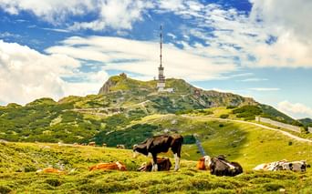 Kühe ruhen auf grüner Almwiese mit Dobratsch Gipfel und Sendeturm im Hintergrund unter blauem Himmel mit weißen Wolken.