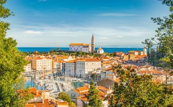 Panoramablick auf Piran, eine historische Küstenstadt mit Terrakottadächern, einem Yachthafen voller Boote und einem Kirchturm, eingerahmt von grünen Bäumen.