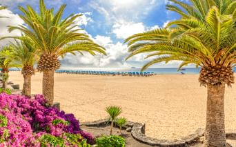Sandy beach in Puerto del Carmen framed by tall palm trees and pink bougainvillea flowers. Blue sun loungers line the shore under a cloudy sky.