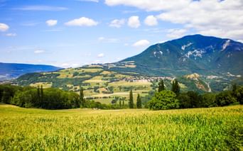 Green wheat field in foreground with cypress trees, rolling hills, and a mountain under blue sky in the Rhône Valley, France.