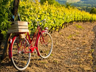 Rotes Vintage-Fahrrad mit Holzkiste auf dem Gepäckträger neben Weinreben im elsässischen Weinberg. Weinreihen erstrecken sich in die Ferne.