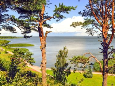 Blick auf das Kurische Haff durch Kiefern. Ein Küstenweg schlängelt sich entlang grüner Ufer mit ruhigem Wasser und blauem Himmel in Litauen.