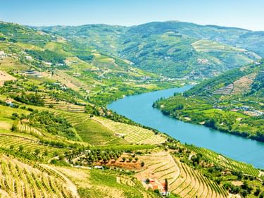 Terrassierte Weinberge bedecken die Hänge entlang des Douro in Portugal. Grüne Hänge mit Weinreben führen hinunter zum blauen Fluss.