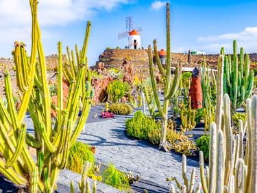 Jardín de Cactus in Guatiza mit hohen Kakteen entlang steinerner Wege. Eine traditionelle Windmühle mit roter Kappe auf Vulkangestein unter blauem Himmel.