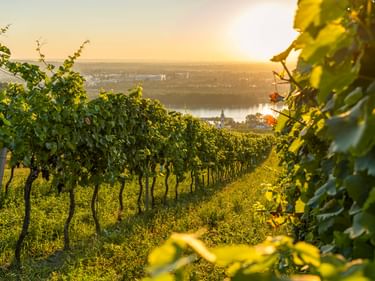 Rows of grapevines in Kahlenbergerdorf with view of the Danube River and Vienna in golden sunset light.
