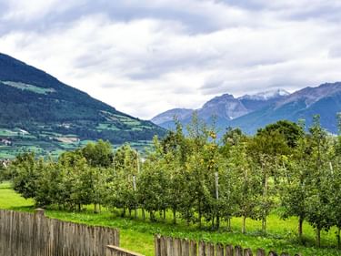 Obstgarten mit Holzzaun bei Glurns, grüne Wiesen und Berge mit schneebedeckten Gipfeln unter bewölktem Himmel in Südtirol.