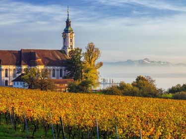 Basilika Birnau mit weißer Fassade und Glockenturm auf einem Hügel über goldenen Herbstweinbergen, mit Bodensee und Alpen im Hintergrund.