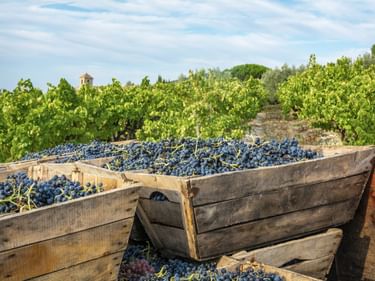 Holzkisten gefüllt mit frisch geernteten dunklen Trauben in einem Weinberg. Grüne Rebreihen erstrecken sich in die Ferne unter blauem Himmel.