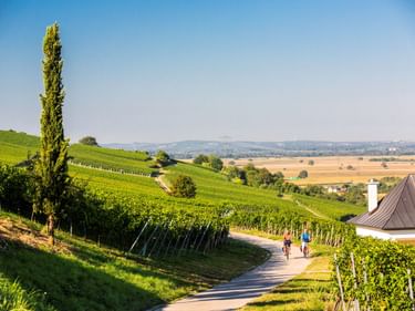Zwei Radfahrer auf einem asphaltierten Weg durch grüne Weinberge bei Müllheim. Hügelige Landschaft, hohe Zypresse und weite Ebene unter blauem Himmel.