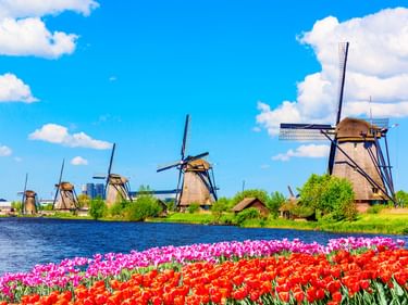 Reihe historischer Windmühlen in Kinderdijk entlang eines Kanals mit leuchtend roten und rosa Tulpen im Vordergrund unter blauem Himmel mit weißen Wolken.