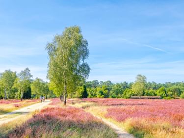 Sandwege durchqueren lila blühende Heidefelder in der Lüneburger Heide mit Birken und Radfahrern unter blauem Himmel.