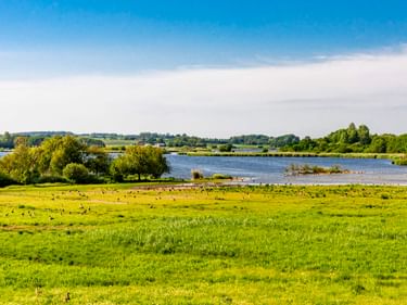 Saftige grüne Wiese mit Vögeln am Roskilde Fjord auf Seeland. Bäume säumen das Ufer unter blauem Himmel mit weißen Wolken.