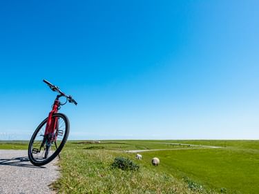 Rotes Fahrrad auf gepflastertem Weg neben grüner Wiese mit weidenden Schafen unter blauem Himmel bei Schlüttsiel, Nordseeküste.