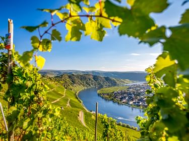 Blick durch sonnenbeschienene Weinblätter auf das Dorf Piesport an der Mosel, umgeben von steilen Weinbergen unter blauem Himmel.