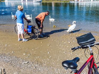 Zwei Radfahrer mit Rädern füttern weiße Schwäne am Rheinufer in Breisach. Flusskreuzfahrtschiffe und historische Stadtsilhouette im Hintergrund.