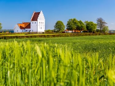 Weiße Rinkenæs Kirche mit rotem Dach und Treppengiebel steht hinter einem leuchtend grünen Getreidefeld unter blauem Himmel im ländlichen Dänemark.