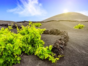 Grüne Weinreben in halbkreisförmigen Steinmauern auf dunklem Vulkanboden in La Geria, mit einem Vulkanhügel unter blauem Himmel.