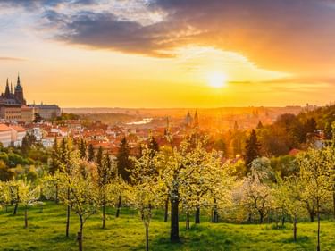 Panoramablick auf Prag bei Sonnenuntergang mit blühenden Bäumen im Vordergrund. Prager Burg mit Türmen auf dem Hügel, goldenes Licht über der Stadt.