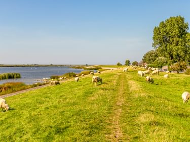 Schafherde grast auf grünem Deich am IJsselmeer in Friesland. Ein Feldweg führt durch die Wiese, links sind Wasser und Schilf sichtbar.