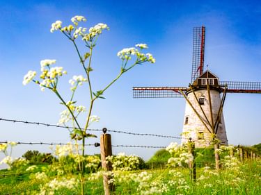 Weiße Windmühle mit rot gespitzten Flügeln in Damme, Belgien, eingerahmt von weißen Wildblumen und einem Stacheldrahtzaun unter blauem Himmel.