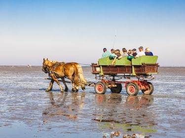 Zwei Pferde ziehen einen Wagen mit Touristen durch das Watt bei Ebbe. Der Wagen hat rote Räder und Passagiere sitzen auf grünen Bänken.
