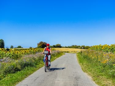 Radfahrer mit rotem Helm auf asphaltiertem Weg durch Landschaft mit Sonnenblumenfeldern und Wildblumen unter blauem Himmel bei Åbenrå.