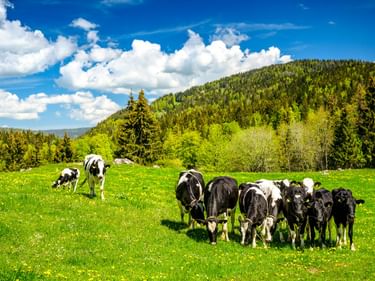 Schwarz-weiße Kühe grasen auf einer grünen Wiese in der Ajoie. Bewaldete Hügel und blauer Himmel mit weißen Wolken im Hintergrund.