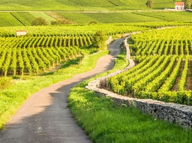 Kurvenreiche Straße durch grüne Weinberge bei Pommard mit Steinmauern und einem kleinen Haus in der Ferne unter sonnigem Himmel.